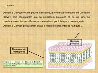 Figura 3 - -Modelo de Davson e Danielli -
bicamada fosfolipídica revestida por duas películas
proteicas (1935).
Camada
proteica
Bicamada de
fosfolípidos
Danielli e Dawson viriam, pouco mais tarde, a reformular o modelo de Danielli e
Harvey, pois constataram que se existissem proteínas só de um lado da
membrana resultariam diferenças da tensão superficial que a desintegraria.
Danielli e Dawson propuseram então o modelo representados na figura 3.
Ponto 4.
 