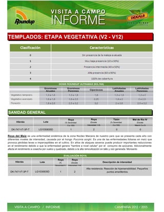 TEMPLADOS: ETAPA VEGETATIVA (V2 - V12)




SANIDAD GENERAL
                                                     Roya                  Roya                   Tizón              Mal de Río IV
       Híbrido               Lote                (% Severidad              (Escala             (% Severidad            (Escala
                                                   0 a 100)            Intensidad 1-9)           0 a 100)             March 0 a 3)

   DK-747-VT-3P-T        LG1030835D                    1                     2                      0                      0

Roya del Maíz es una enfermedad endémica de la zona Núcleo Maicera de nuestro país que se presenta cada año con
diferentes niveles de intensidad, causada por el hongo Puccinia sorghi. Es una de las enfermedades foliares en maíz que
provoca pérdidas leves e imperceptibles en el cultivo. En años de ataques severos puede producir importantes reducciones
en el rendimiento debido a que la enfermedad genera “hambre a nivel celular“ por el consumo de azúcares. Adicionalmente
afecta el rendimiento a cosecha por vuelco y quebrado, debido a la alta removilización en tallo y raíz generada. Monsanto

                                                 EVALUACIÓN ROYA
                                          Roya             Roya
      Híbrido             Lote             (%            (Escala                         Descripción de intensidad
                                       Severidad 0   Intensidad 1-9)
                                                                       Alta resistencia. Reacción de hipersensibilidad. Pequeños
  DK-747-VT-3P-T      LG1030835D            1               2                              puntos amarillentos.
 