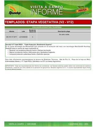 TEMPLADOS: ETAPA VEGETATIVA (V2 - V12)
                                              EVALUACIÓN SPODOPTERA FRUGIPERDA

                                        Escala de
      Híbrido              Lote         Davis 0-9                                        Descripción plaga

                                                                                           Sin daño visible
 DK-747-VT-3P-T        LG1030835D            0




Genuity® VT Triple PRO®: “Triple Protección, Rendimiento Superior”
Es la nueva tecnología de Monsanto® que consiste en la evolución del maíz con tecnología MaízGard® Roundup
Ready2® hacia un camino de mayor rendimiento al:
   ü Mantener una excelente protección frente a Diatraea saccharalis,
   ü Mejorar la protección frente a Helicoverpa zea y Spodoptera frugiperda,
   ü Incorporar protección subterránea frente a Diabrotica speciosa.


Para más información recomendamos la lectura de Boletines Técnicos : Mal de Río IV, Roya de la hoja en Maíz,
Enfermedades foliares y VT Triple PRO ®. Solicítelos a su RTV y/o Asesor Agronómico.


IMPORTANTE: Todas las recomendaciones del informe son orientativas. Los factores externos pueden alterar las condiciones de siembra,
implantación y desarrollo del cultivo además de la aplicación de agroquímicos. Monsanto Argentina S.A.I.C. no asume responsabilidad alguna frente
a cualquier diferencia existente.
 