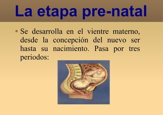 La etapa pre-natal Se desarrolla en el vientre materno, desde la concepción del nuevo ser hasta su nacimiento. Pasa por tres periodos: 