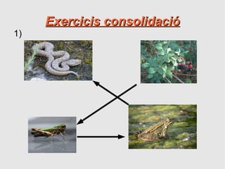 Exercicis consolidació
1)
 