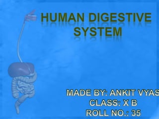 HUMAN DIGESTIVE  SYSTEM MADE BY: ANKIT VYAS CLASS: X B ROLL NO.: 35 