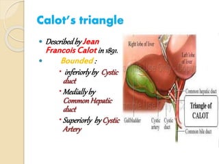 Triangle Callot BASIC OF JAUNDICE AND LITTLE BIT FOCUS ON OBSTRUCTIVE JAUNDICE | PPTX
