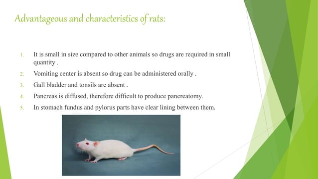 Correct handling of laboratory Rats ppt.pptx