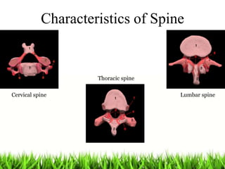 Characteristics of Spine
Cervical spine
Thoracic spine
Lumbar spine
 