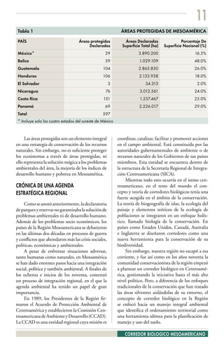 11
Tabla 1                                                     ÁREAS PROTEGIDAS DE MESOAMÉRICA

PAÍS                               Áreas protegidas           Áreas Declaradas                Porcentaje De
                                        Declaradas          Superficie Total (ha)   Superficie Nacional (%)
México*                                           29                 3.890.200                       16.5%
Belice                                            59                  1.029.109                      48.0%
Guatemala                                        104                 2.865.830                       26.0%
Honduras                                         106                  2.133.938                      18.0%
El Salvador                                           3                  34.313                       2.0%
Nicaragua                                         76                  3.012.561                      24.0%
Costa Rica                                       151                  1.257.467                      25.0%
Panamá                                            69                  2.226.017                      29.0%
Total                                            597
* Incluye solo los cuatro estados del sureste de México


     Las áreas protegidas son un elemento integral        coordinar, catalizar, facilitar y promover acciones
en una estrategia de conservación de los recursos         en el campo ambiental. Está constituida por las
naturales. Sin embargo, no es suficiente proteger         autoridades gubernamentales de ambiente o de
los ecosistemas a través de áreas protegidas, ni          recursos naturales de los Gobiernos de sus países
ello representa la solución mágica a los problemas        miembros. Esta entidad se encuentra dentro de
ambientales del área, la mejoría de los índices de        la estructura de la Secretaría Regional de Integra-
desarrollo humano y pobreza en Mesoamérica.               ción Centroamericana (SICA).
                                                               Mientras todo esto ocurría en el istmo cen-
CRÓNICA DE UNA AGENDA                                     troamericano, en el resto del mundo el con-
ESTRATÉGICA REGIONAL                                      cepto y teoría de corredores biológicos tenía una
                                                          fuerte acogida en el ámbito de la conservación.
     Como se anotó anteriormente, la declaratoria         La teoría de biogeografía de islas, la ecología del
de parques y reservas no garantizaba la solución de       paisaje y elementos teóricos de la ecología de
problemas ambientales ni de desarrollo humano.            poblaciones se integraron en un enfoque holís-
Además de los problemas socio económicos, los             tico, llamado biología de la conservación. En
países de la Región Mesoamericana se debatieron           países como Estados Unidos, Canadá, Australia
en las últimas dos décadas en procesos de guerra          e Inglaterra se diseñaron corredores como una
y conflictos que ahondaron más las crisis sociales,       nueva herramienta para la conservación de su
políticas, económicas y ambientales.                      biodiversidad.
     A pesar de enfrentar situaciones adversas,                Sin embargo, nuestra región no escapó a esa
tanto humanas como naturales, en Mesoamérica              corriente, y fue así como en los años noventa la
se han dado enormes pasos hacia una integración           comunidad conservacionista de la región empezó
social, política y también ambiental. A finales de        a plantear un corredor biológico en Centroamé-
los ochenta e inicios de los noventa, comenzó             rica, gestionando la iniciativa hasta el más alto
un proceso de integración regional, en el que la          nivel político. Pero, a diferencia de los enfoques
agenda ambiental ha tenido un papel de gran               tradicionales de la conservación que han tratado
importancia.                                              las áreas silvestres aislándolas de su entorno, el
     En 1989, los Presidentes de la Región fir-           concepto de corredor biológico en la Región
maron el Acuerdo de Protección Ambiental de               se enfocó hacia un manejo integral ambiental
Centroamérica y establecieron la Comisión Cen-            que identifica el ordenamiento territorial como
troamericana de Ambiente y Desarrollo (CCAD).             una herramienta idónea para la planificación de
La CCAD es una entidad regional cuya misión es            manejo y uso del suelo.

                                                              CORREDOR BIOLOGICO MESOAMERICANO
 