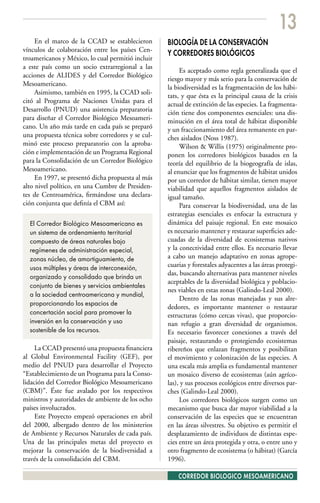 13
     En el marco de la CCAD se establecieron       BIOLOGÍA DE LA CONSERVACIÓN
vínculos de colaboración entre los países Cen-
                                                   Y CORREDORES BIOLÓGICOS
troamericanos y México, lo cual permitió incluir
a este país como un socio extrarregional a las
                                                        Es aceptado como regla generalizada que el
acciones de ALIDES y del Corredor Biológico
                                                   riesgo mayor y más serio para la conservación de
Mesoamericano.
                                                   la biodiversidad es la fragmentación de los hábi-
     Asimismo, también en 1995, la CCAD soli-
                                                   tats, y que ésta es la principal causa de la crisis
citó al Programa de Naciones Unidas para el        actual de extinción de las especies. La fragmenta-
Desarrollo (PNUD) una asistencia preparatoria      ción tiene dos componentes esenciales: una dis-
para diseñar el Corredor Biológico Mesoameri-      minución en el área total de hábitat disponible
cano. Un año más tarde en cada país se preparó     y un fraccionamiento del área remanente en par-
una propuesta técnica sobre corredores y se cul-   ches aislados (Noss 1987).
minó este proceso preparatorio con la aproba-           Wilson & Willis (1975) originalmente pro-
ción e implementación de un Programa Regional      ponen los corredores biológicos basados en la
para la Consolidación de un Corredor Biológico     teoría del equilibrio de la biogeografía de islas,
Mesoamericano.                                     al enunciar que los fragmentos de hábitat unidos
     En 1997, se presentó dicha propuesta al más   por un corredor de hábitat similar, tienen mayor
alto nivel político, en una Cumbre de Presiden-    viabilidad que aquellos fragmentos aislados de
tes de Centroamérica, firmándose una declara-      igual tamaño.
ción conjunta que definía el CBM así:                   Para conservar la biodiversidad, una de las
                                                   estrategias esenciales es enfocar la estructura y
  El Corredor Biológico Mesoamericano es           dinámica del paisaje regional. En este mosaico
  un sistema de ordenamiento territorial           es necesario mantener y restaurar superficies ade-
  compuesto de áreas naturales bajo                cuadas de la diversidad de ecosistemas nativos
  regímenes de administración especial,            y la conectividad entre ellos. Es necesario llevar
  zonas núcleo, de amortiguamiento, de             a cabo un manejo adaptativo en zonas agrope-
  usos múltiples y áreas de interconexión,         cuarias y forestales adyacentes a las áreas protegi-
                                                   das, buscando alternativas para mantener niveles
  organizado y consolidado que brinda un
                                                   aceptables de la diversidad biológica y poblacio-
  conjunto de bienes y servicios ambientales
                                                   nes viables en estas zonas (Galindo-Leal 2000).
  a la sociedad centroamericana y mundial,
                                                        Dentro de las zonas manejadas y sus alre-
  proporcionando los espacios de
                                                   dedores, es importante mantener o restaurar
  concertación social para promover la             estructuras (cómo cercas vivas), que proporcio-
  inversión en la conservación y uso               nan refugio a gran diversidad de organismos.
  sostenible de los recursos.                      Es necesario favorecer conexiones a través del
                                                   paisaje, restaurando o protegiendo ecosistemas
     La CCAD presentó una propuesta financiera     ribereños que enlazan fragmentos y posibilitan
al Global Environmental Facility (GEF), por        el movimiento y colonización de las especies. A
medio del PNUD para desarrollar el Proyecto        una escala más amplia es fundamental mantener
“Establecimiento de un Programa para la Conso-     un mosaico diverso de ecosistemas (aún agríco-
lidación del Corredor Biológico Mesoamericano      las), y sus procesos ecológicos entre diversos par-
(CBM)”. Éste fue avalado por los respectivos       ches (Galindo-Leal 2000).
ministros y autoridades de ambiente de los ocho         Los corredores biológicos surgen como un
países involucrados.                               mecanismo que busca dar mayor viabilidad a la
     Este Proyecto empezó operaciones en abril     conservación de las especies que se encuentran
del 2000, albergado dentro de los ministerios      en las áreas silvestres. Su objetivo es permitir el
de Ambiente y Recursos Naturales de cada país.     desplazamiento de individuos de distintas espe-
Una de las principales metas del proyecto es       cies entre un área protegida y otra, o entre uno y
mejorar la conservación de la biodiversidad a      otro fragmento de ecosistema (o hábitat) (García
través de la consolidación del CBM.                1996).

                                                       CORREDOR BIOLOGICO MESOAMERICANO
 