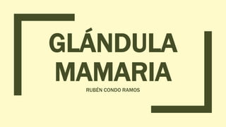 GLÁNDULA
MAMARIARUBÉN CONDO RAMOS
 