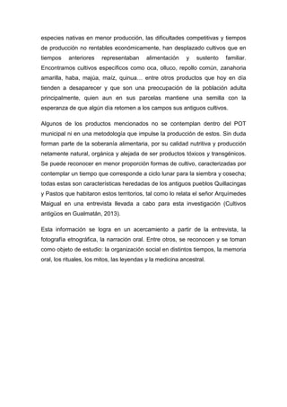 especies nativas en menor producción, las dificultades competitivas y tiempos
de producción no rentables económicamente, han desplazado cultivos que en
tiempos anteriores representaban alimentación y sustento familiar.
Encontramos cultivos específicos como oca, olluco, repollo común, zanahoria
amarilla, haba, majúa, maíz, quinua… entre otros productos que hoy en día
tienden a desaparecer y que son una preocupación de la población adulta
principalmente, quien aun en sus parcelas mantiene una semilla con la
esperanza de que algún día retornen a los campos sus antiguos cultivos.
Algunos de los productos mencionados no se contemplan dentro del POT
municipal ni en una metodología que impulse la producción de estos. Sin duda
forman parte de la soberanía alimentaria, por su calidad nutritiva y producción
netamente natural, orgánica y alejada de ser productos tóxicos y transgénicos.
Se puede reconocer en menor proporción formas de cultivo, caracterizadas por
contemplar un tiempo que corresponde a ciclo lunar para la siembra y cosecha;
todas estas son características heredadas de los antiguos pueblos Quillacingas
y Pastos que habitaron estos territorios, tal como lo relata el señor Arquímedes
Maigual en una entrevista llevada a cabo para esta investigación (Cultivos
antigüos en Gualmatán, 2013).
Esta información se logra en un acercamiento a partir de la entrevista, la
fotografía etnográfica, la narración oral. Entre otros, se reconocen y se toman
como objeto de estudio: la organización social en distintos tiempos, la memoria
oral, los rituales, los mitos, las leyendas y la medicina ancestral.
 