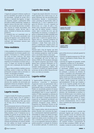 Curuquerê                                       Lagarta-das-maçãs                                                  Pragas
A lagarta do curuquerê (Alabama argillacea)     A lagarta-das-maçãs (Heliothis virescens) é
provoca desfolhas que podem ser de gran-        muito parecida com a Helicoverpa zea. Al-
de intensidade, variando de acordo com o        gumas diferenças não são percebidas pelos
número e o tamanho das lagartas. As lagar-      amostradores durante o monitoramento,
tas pequenas raspam o parênquima foliar         como a presença de microcerdas sobre os
deixando as folhas translúcidas, enquanto as    tubérculos do 2° e do 8° segmentos na la-
lagartas maiores devoram todo o tecido das      garta da Heliothis virescens, enquanto na
folhas, com exceção das nervuras. As desfo-     Helicoverpa zea a base do pêlo é lisa.
lhas ocorrem no sentido descendente. Em         Porém, nesta, uma placa escura e brilhante,      Lagarta-das-maçãs
altas infestações, podem devorar toda a         logo atrás da cabeça, permite a diferen-         Heliothis virescens
planta, incluindo as brácteas das estruturas    ciação. Após a eclosão dos ovos, que são
produtivas.                                     depositados nos ponteiros, as pequenas la-
O curuquerê deve ser controlado com, no         gartas se alimentam da folha expandida mais
máximo, 30% dos pontos amostrados com           jovem da planta, permanecendo ali até o se-
presença de lagartas e com o mínimo de des-     gundo ínstar. A partir do segundo ínstar, a
folha. Se necessário, o controle deverá ser     lagarta ataca as estruturas produtivas da
realizado com percentuais menores para          planta no sentido descendente. Ataca ini-
evitar desfolhas.                               cialmente o botão floral mais jovem da
                                                planta e, à medida que a lagarta cresce, vai
                                                atacando botões florais maiores, flores e até    Lagarta-militar
Falsa-medideira                                 maçãs.
                                                                                                 Spodoptera sp
                                                Durante toda a fase de lagarta, que dura
A falsa-medideira (Pseudoplusia includens)      aproximadamente 15 dias, uma lagarta ataca
é a predominante nas lavouras quando com-       sete estruturas produtivas, sendo em média      garta-militar deverá ser realizado quando for
parada a Trichoplusia ni. Ambas possuem         cinco a seis botões florais e uma maçã.         constatada:
três pares de patas torácicas, dois pares       Para o controle da lagarta-das-maçãs, deverá    • presença de lagartas pequenas em 10% das
de pseudopatas e um par abdominal. Na           ser considerado um nível de dano eco-             plantas, vistoriando-se botões florais, flo-
Trichoplusia ni as patas torácicas são verdes   nômico (NDE) de 10% de plantas infestadas         res e maçãs;
enquanto na Pseudoplusia includens são es-      com lagartas pequenas (percentual válido        • presença de lagartas de tamanho variado
curas. O ataque nas lavouras de algodão         apenas para a primeira infestação) ou 5%          (pequenas e médias) em 5% das plantas;
coincide com a maturação das lavouras de        de plantas infestadas com lagartas de           • presença de postura e eclosão de massas de
soja.                                           tamanho variado (pequenas e médias). Não          ovos em 1% das plantas.
A lagarta falsa-medideira também provoca        é aceitável a existência de lagartas grandes    O amostrador também deverá observar,
desfolhas, porém os danos nas folhas são        na lavoura, devido ao difícil sucesso no con-   durante o caminhamento entre os pontos
perfurações circulares entre as nervuras e o    trole e aos danos já causados.                  de avaliação, a presença de sintomas de
sentido é da desfolha ascendente.                                                               eclosão e considerar essa informação para
A presença de 20% das plantas com lagar-                                                        auxiliar na tomada de decisão. Cada lagarta-
tas pequenas determina o momento de con-        Lagarta-militar                                 militar destrói em média seis estruturas pro-
trole.                                                                                          dutivas, sendo dois a três botões florais e três
As desfolhas tardias durante o período de       A lagarta-militar (Spodoptera eridanea,         a quatro maçãs, durante um período de
abertura dos capulhos são provocadas por        Spodoptera cosmioides e Spodoptera              aproximadamente 20 dias que completa o
populações mistas de curuquerê e falsa-me-      frugiperda) ocorre em praticamente todo o       ciclo larval. Lagartas grandes são de difí-
dideira e o controle deve ser realizado antes   período vegetativo da lavoura, atacando         cil controle e apresentam alta capacidade
da deposição de excrementos nas fibras.         praticamente todas as estruturas da planta.     destrutiva.
                                                Podem ser encontradas posturas de massas        Quando a lagarta-das-maçãs e a lagarta-mi-
                                                com aproximadamente 100 ovos na região          litar ocorrem separadamente ou em períodos
Lagarta-rosada                                  intermediária entre os terços superiores e      distintos, são considerados os mesmos va-
                                                médios (5ª folha expendida) ou sintomas de      lores de referência para o seu controle, já que
A lagarta-rosada (Pectinophora gossypiella)     eclosão nas brácteas dos botões florais, das    os danos provocados por ambas no período
poderá ocorrer desde a fase F1 (quando o        flores e das maçãs. O ataque da Spodoptera      considerado ideal para controle (2° ínstar),
primeiro botão floral do primeiro ramo          frugiperda no algodoeiro geralmente está        são semelhantes. Quando as duas pragas
frutífero se transforma em flor), que ocorre    relacionado com a migração de adultos das       ocorrem simultaneamente, deve-se consi-
aos 50 dias, até os 140 dias após a emer-       gramíneas forrageiras (sorgo, milheto e         derar a somatória das espécies para a tomada
gência.                                         braquiária) nas infestações iniciais ou das     de decisão.
Seu monitoramento deverá ser feito por meio     lavouras de milho nas infestações mais tar-
do acompanhamento de capturas de adultos        dias.                                           Níveis de controle
em armadilhas de atratividade sexual. A cap-    Para a lagarta-militar, além do percentual de
tura de quatro mariposas nas armadilhas tipo    plantas atacadas com a presença das lagar-      A tomada de decisão para o controle das
Delta (casinha), ou de 15 mariposas nas ar-     tas, é extremamente importante quantificar a    principais lagartas que ocorrem no algo-
madilhas de garrafa em um intervalo de 48       intensidade do ataque em número de lagar-       doeiro considera níveis de referência para
horas, identifica a revoada da praga e deter-   tas por planta. Intensidade superior a uma      intervenção e controle, muitas vezes esta-
mina o momento de controle. Caso haja           lagarta por planta ocorre em plantas próxi-     belecidos por experiências e práticas de cada
capturas constantes de adultos, aplicações      mas a eclosões de posturas em massas de         região ou propriedade. Essas referências, que
semanais de piretróides em controle simultâ-    ovos ou em migrações intensas de adultos e      em conjunto recebem a denominação de
neo dos adultos do bicudo resultam em           poderá prejudicar a avaliação da eficiência     nível de dano econômico (NDE), são apro-
excelente controle da lagarta-rosada.           de um produto aplicado. O controle da la-       ximadas e variam de acordo com alguns fa-

                                                                                                                                    CORREIO 11
 