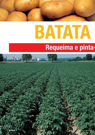 BATATA
              Requeima e pinta-




22 CORREIO
 