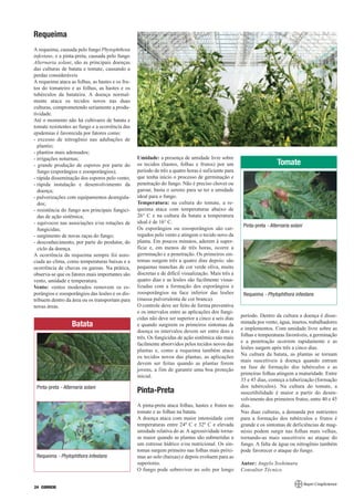 Requeima
A requeima, causada pelo fungo Phytophthora
infestans, e a pinta-preta, causada pelo fungo
Alternaria solani, são as principais doenças
das culturas de batata e tomate, causando a
perdas consideráveis
A requeima ataca as folhas, as hastes e os fru-
tos do tomateiro e as folhas, as hastes e os
tubérculos da batateira. A doença normal-
mente ataca os tecidos novos nas duas
culturas, comprometendo seriamente a produ-
tividade.
Até o momento não há cultivares de batata e
tomate resistentes ao fungo e a ocorrência das
epidemias é favorecida por fatores como:
- excesso de nitrogênio nas adubações de
  plantio;
- plantios mais adensados;
- irrigações noturnas;                            Umidade: a presença de umidade livre sobre
- grande produção de esporos por parte do         os tecidos (hastes, folhas e frutos) por um                          Tomate
  fungo (esporângios e zoosporângios);            período de três a quatro horas é suficiente para
- rápida disseminação dos esporos pelo vento;     que tenha início o processo de germinação e
- rápida instalação e desenvolvimento da          penetração do fungo. Não é preciso chover ou
  doença;                                         garoar, basta o sereno para se ter a umidade
- pulverizações com equipamentos desregula-       ideal para o fungo.
  dos;                                            Temperatura: na cultura do tomate, a re-
- resistência do fungo aos principais fungici-    queima ataca com temperaturas abaixo de
  das de ação sistêmica;                          26° C e na cultura da batata a temperatura
- equívocos nas associações e/ou rotações de      ideal é de 16° C.
                                                                                                      Pinta-preta - Alternaria solani
  fungicidas;                                     Os esporângios ou zoosporângios são car-
- surgimento de novas raças do fungo;             regados pelo vento e atingem o tecido novo da
- desconhecimento, por parte do produtor, do      planta. Em poucos minutos, aderem à super-
  ciclo da doença.                                fície e, em menos de três horas, ocorre a
A ocorrência da requeima sempre foi asso-         germinação e a penetração. Os primeiros sin-
ciada ao clima, como temperaturas baixas e a      tomas surgem três a quatro dias depois: são
ocorrência de chuvas ou garoas. Na prática,       pequenas manchas de cor verde oliva, muito
observa-se que os fatores mais importantes são    discretas e de difícil visualização. Mais três a
vento, umidade e temperatura.                     quatro dias e as lesões são facilmente visua-
Vento: ventos moderados removem os es-            lizadas com a formação dos esporângios e
porângios e zoosporângios das lesões e os dis-    zoosporângios na face inferior das lesões           Requeima - Phytophthora infestans
tribuem dentro da área ou os transportam para     (massa pulverulenta de cor branca).
novas áreas.                                      O controle deve ser feito de forma preventiva
                                                  e os intervalos entre as aplicações dos fungi-
                                                                                                     período. Dentro da cultura a doença é disse-
                                                  cidas não deve ser superior a cinco a seis dias
                                                                                                     minada por vento, água, insetos, trabalhadores
                   Batata                         e quando surgirem os primeiros sintomas da
                                                                                                     e implementos. Com umidade livre sobre as
                                                  doença os intervalos devem ser entre dois e
                                                                                                     folhas e temperaturas favoráveis, a germinação
                                                  três. Os fungicidas de ação sistêmica são mais
                                                                                                     e a penetração ocorrem rapidamente e as
                                                  facilmente absorvidos pelos tecidos novos das
                                                                                                     lesões surgem após três a cinco dias.
                                                  plantas e, como a requeima também ataca
                                                                                                     Na cultura da batata, as plantas se tornam
                                                  os tecidos novos das plantas, as aplicações
                                                                                                     mais suscetíveis à doença quando entram
                                                  devem ser feitas quando as plantas forem
                                                                                                     na fase de formação dos tubérculos e as
                                                  jovens, a fim de garantir uma boa proteção
                                                                                                     primeiras folhas atingem a maturidade. Entre
                                                  inicial.
                                                                                                     35 e 45 dias, começa a tuberização (formação
 Pinta-preta - Alternaria solani                                                                     dos tubérculos). Na cultura do tomate, a
                                                  Pinta-Preta                                        suscetibilidade é maior a partir do desen-
                                                                                                     volvimento dos primeiros frutos, entre 40 e 45
                                                  A pinta-preta ataca folhas, hastes e frutos no     dias.
                                                  tomate e as folhas na batata.                      Nas duas culturas, a demanda por nutrientes
                                                  A doença ataca com maior intensidade com           para a formação dos tubérculos e frutos é
                                                  temperaturas entre 24º C e 32º C e elevada         grande e os sintomas de deficiências de mag-
                                                  umidade relativa do ar. A agressividade torna-     nésio podem surgir nas folhas mais velhas,
                                                  se maior quando as plantas são submetidas a        tornando-as mais suscetíveis ao ataque do
                                                  um estresse hídrico e/ou nutricional. Os sin-      fungo. A falta de água ou nitrogênio também
                                                  tomas surgem primeiro nas folhas mais próxi-       pode favorecer o ataque do fungo.
 Requeima - Phytophthora infestans                mas ao solo (baixas) e depois evoluem para as
                                                  superiores.                                        Autor: Angelo Yoshimura
                                                  O fungo pode sobreviver no solo por longo          Consultor Técnico


24 CORREIO
 