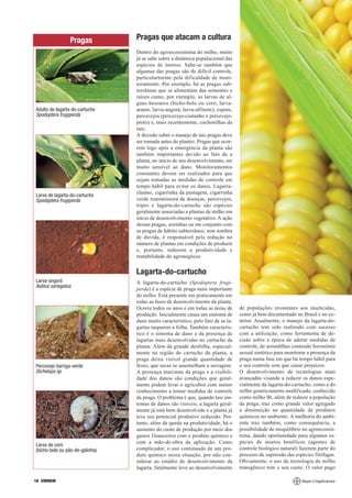 Pragas          Pragas que atacam a cultura
                                 Dentro do agroecossistema do milho, muito
                                 já se sabe sobre a dinâmica populacional das
                                 espécies de insetos. Sabe-se também que
                                 algumas das pragas são de difícil controle,
                                 particularmente pela dificuldade de moni-
                                 toramento. Por exemplo, há as pragas sub-
                                 terrâneas que se alimentam das sementes e
                                 raízes como, por exemplo, as larvas de al-
                                 guns besouros (bicho-bolo ou coró, larva-
Adulto de lagarta-do-cartucho    arame, larva-angorá, larva-alfinete), cupins,
Spodoptera frugiperda            percevejos (percevejo-castanho e percevejo-
                                 preto) e, mais recentemente, cochonilhas da
                                 raiz.
                                 A decisão sobre o manejo de tais pragas deve
                                 ser tomada antes do plantio. Pragas que ocor-
                                 rem logo após a emergência da planta são
                                 também importantes devido ao fato de a
                                 planta, no início de seu desenvolvimento, ser
                                 muito sensível ao dano. Monitoramentos
                                 constantes devem ser realizados para que
                                 sejam tomadas as medidas de controle em
                                 tempo hábil para evitar os danos. Lagarta-
                                 elasmo, cigarrinha da pastagem, cigarrinha
Larva de lagarta-do-cartucho
Spodoptera frugiperda            verde transmissora de doenças, percevejos,
                                 tripes e lagarta-do-cartucho são espécies
                                 geralmente associadas a plantas de milho em
                                 início de desenvolvimento vegetativo. A ação
                                 dessas pragas, sozinhas ou em conjunto com
                                 as pragas de hábito subterrâneo, sem sombra
                                 de dúvida, é responsável pela redução no
                                 número de plantas em condições de produzir
                                 e, portanto, reduzem a produtividade e
                                 rentabilidade do agronegócio.


                                 Lagarta-do-cartucho
Larva-angorá                     A lagarta-do-cartucho (Spodoptera frugi-
Astilus variegatus
                                 perda) é a espécie de praga mais importante
                                 do milho. Está presente em praticamente em
                                 todas as fases de desenvolvimento da planta.
                                 Ocorre todos os anos e em todas as áreas de      de populações resistentes aos inseticidas,
                                 produção. Inicialmente causa um sintoma de       como já bem documentado no Brasil e no ex-
                                 dano muito característico, pelo fato de as la-   terior. Atualmente, o manejo da lagarta-do-
                                 gartas rasparem a folha. Também caracterís-      cartucho tem sido realizado com sucesso
                                 tico é o sintoma de dano e da presença de        com a utilização, como ferramenta de de-
                                 lagartas mais desenvolvidas no cartucho da       cisão sobre a época de adotar medidas de
                                 planta. Além da grande desfolha, especial-       controle, de armadilhas contendo feromônio
                                 mente na região do cartucho da planta, a         sexual sintético para monitorar a presença da
                                 praga deixa visível grande quantidade de         praga numa fase em que há tempo hábil para
Percevejo barriga-verde          fezes, que secas se assemelham a serragem.       o seu controle sem que cause prejuízos.
Dichelops sp                     A presença marcante da praga e a visibili-       O desenvolvimento de tecnologias mais
                                 dade dos danos são condições que geral-          avançadas visando a reduzir os danos espe-
                                 mente podem levar o agricultor com menor         cialmente da lagarta-do-cartucho, como a do
                                 conhecimento a tomar medidas de controle         milho geneticamente modificado, conhecido
                                 da praga. O problema é que, quando tais sin-     como milho Bt, além de reduzir a população
                                 tomas de danos são visíveis, a lagarta geral-    da praga, traz como grande valor agregado
                                 mente já está bem desenvolvida e a planta já     a diminuição na quantidade de produtos
                                 teve seu potencial produtivo reduzido. Por-      químicos no ambiente. A melhoria do ambi-
                                 tanto, além da queda na produtividade, há o      ente traz também, como consequência, a
                                 aumento do custo de produção por meio dos        possibilidade de reequilíbrio no agroecossis-
                                 gastos financeiros com o produto químico e       tema, dando oportunidade para algumas es-
                                 com a mão-de-obra da aplicação. Como             pécies de insetos benéficos (agentes de
Larva de coró
(bicho-bolo ou pão-de-galinha)   complicador, o uso continuado de um pro-         controle biológico natural) fazerem parte do
                                 duto químico nessa situação, por não con-        processo de supressão das espécies fitófagas.
                                 siderar ao estádio de desenvolvimento da         Obviamente, o uso da tecnologia do milho
                                 lagarta, fatalmente leva ao desenvolvimento      transgênico tem o seu custo. O valor pago

18 CORREIO
 