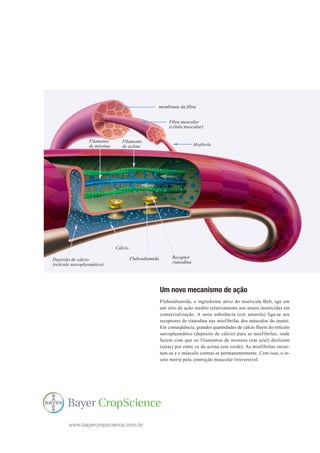 membrana da fibra


                                                            Fibra muscular
                                                            (célula muscular)

                  Filamento       Filamento
                  de miosina      de actina                               Miofibrila




                               Cálcio

Depósito de cálcio                      Flubendiamida         Receptor
(retículo sarcoplasmático)                                    rianodina




                                                        Um novo mecanismo de ação
                                                        Flubendiamida, o ingrediente ativo do inseticida Belt, age em
                                                        um sítio de ação inédito relativamente aos atuais inseticidas em
                                                        comercialização. A nova substância (cor amarela) liga-se aos
                                                        receptores de rianodina nas miofibrilas dos músculos do inseto.
                                                        Em conseqüência, grandes quantidades de cálcio fluem do retículo
                                                        sarcoplasmático (depósito de cálcio) para as miofibrilas, onde
                                                        fazem com que os filamentos de miosina (em azul) deslizem
                                                        (setas) por entre os da actina (em verde). As miofibrilas encur-
                                                        tam-se e o músculo contrai-se permanentemente. Com isso, o in-
                                                        seto morre pela contração muscular irreversível.




        www.bayercropscience.com.br
 