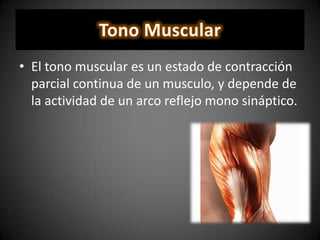 • El tono muscular es un estado de contracción
parcial continua de un musculo, y depende de
la actividad de un arco reflejo mono sináptico.
 