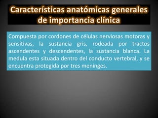 Compuesta por cordones de células nerviosas motoras y
sensitivas, la sustancia gris, rodeada por tractos
ascendentes y descendentes, la sustancia blanca. La
medula esta situada dentro del conducto vertebral, y se
encuentra protegida por tres meninges.
 
