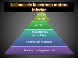 Parálisis
flácida
Atrofia
Faciculaciones
musculares
Contractura muscular
Reacción de degeneración
 