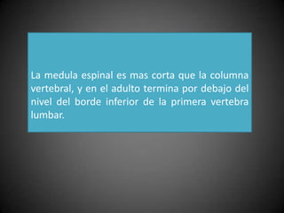 La medula espinal es mas corta que la columna
vertebral, y en el adulto termina por debajo del
nivel del borde inferior de la primera vertebra
lumbar.
 