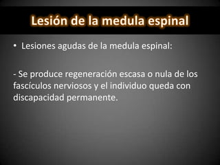• Lesiones agudas de la medula espinal:
- Se produce regeneración escasa o nula de los
fascículos nerviosos y el individuo queda con
discapacidad permanente.
 