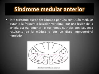 • Este trastorno puede ser causado por una contusión medular
durante la fractura o luxación vertebral, por una lesión de la
arteria espinal anterior o sus ramas nutricias con isquemia
resultante de la médula o por un disco intervertebral
herniado.
 