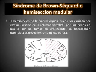 • La hemiseccion de la médula espinal puede ser causada por
fractura-luxación de la columna vertebral, por una herida de
bala o por un tumor en crecimiento. La hemiseccion
incompleta es frecuente, la completa es rara.
 
