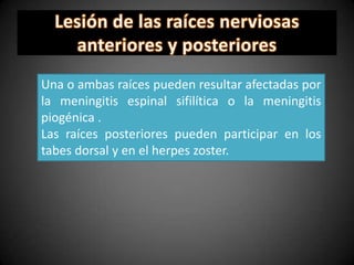 Una o ambas raíces pueden resultar afectadas por
la meningitis espinal sifilítica o la meningitis
piogénica .
Las raíces posteriores pueden participar en los
tabes dorsal y en el herpes zoster.
 