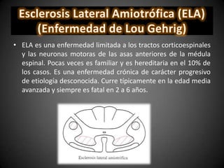 • ELA es una enfermedad limitada a los tractos corticoespinales
y las neuronas motoras de las asas anteriores de la médula
espinal. Pocas veces es familiar y es hereditaria en el 10% de
los casos. Es una enfermedad crónica de carácter progresivo
de etiología desconocida. Curre típicamente en la edad media
avanzada y siempre es fatal en 2 a 6 años.
 