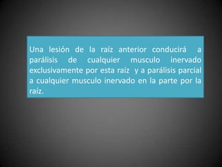 Una lesión de la raíz anterior conducirá a
parálisis de cualquier musculo inervado
exclusivamente por esta raíz y a parálisis parcial
a cualquier musculo inervado en la parte por la
raíz.
 