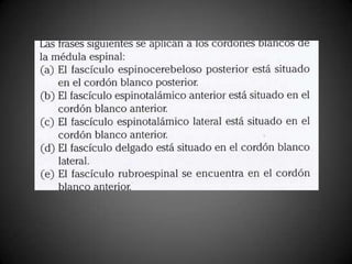 medula espinal, neuroanatomia casos clinicos 