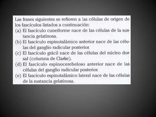 medula espinal, neuroanatomia casos clinicos 