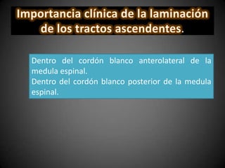 .
Dentro del cordón blanco anterolateral de la
medula espinal.
Dentro del cordón blanco posterior de la medula
espinal.
 