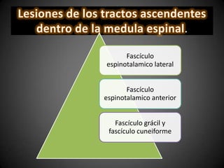 .
Fascículo
espinotalamico lateral
Fascículo
espinotalamico anterior
Fascículo grácil y
fascículo cuneiforme
 