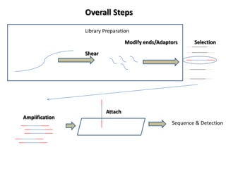 Overall Steps

                Library Preparation

                                  Modify ends/Adaptors     Selection

                Shear




                         Attach
Amplification
                                                   Sequence & Detection
 