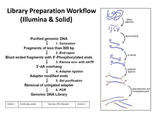 Library Preparation Workflow
     (Illumina & Solid)
 