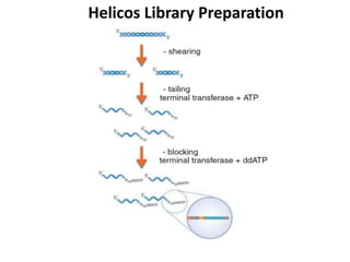 Helicos Library Preparation
 