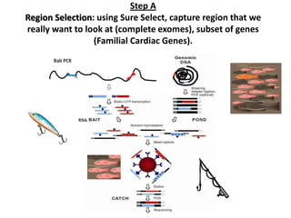 Step A
Region Selection: using Sure Select, capture region that we
really want to look at (complete exomes), subset of genes
                 (Familial Cardiac Genes).
 