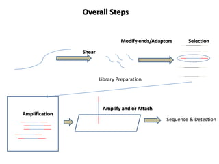 Overall Steps


                                 Modify ends/Adaptors     Selection

                Shear




                        Library Preparation




                         Amplify and or Attach
Amplification
                                                  Sequence & Detection
 
