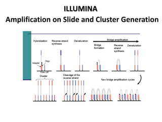ILLUMINA
Amplification on Slide and Cluster Generation
 