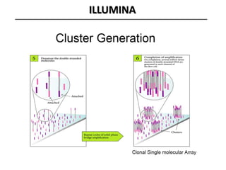 ILLUMINA
 