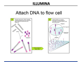 ILLUMINA
 