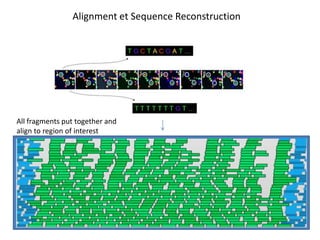 Alignment et Sequence Reconstruction




All fragments put together and
align to region of interest
 