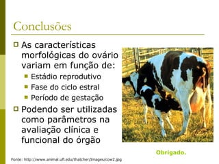 Conclusões As características morfológicas do ovário variam em função de: Estádio reprodutivo Fase do ciclo estral Período de gestação Podendo ser utilizadas como parâmetros na avaliação clínica e funcional do órgão Fonte: http://www.animal.ufl.edu/thatcher/Images/cow2.jpg Obrigado. 