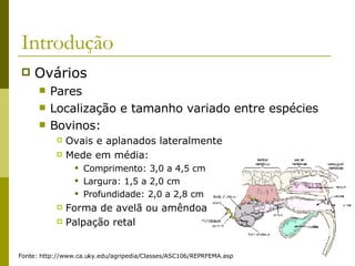 Introdução Ovários Pares Localização e tamanho variado entre espécies Bovinos: Ovais e aplanados lateralmente Mede em média:  Comprimento: 3,0 a 4,5 cm Largura: 1,5 a 2,0 cm Profundidade: 2,0 a 2,8 cm Forma de avelã ou amêndoa Palpação retal Fonte: http://www.ca.uky.edu/agripedia/Classes/ASC106/REPRFEMA.asp 