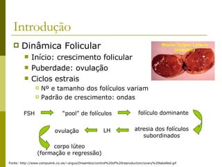 Introdução Dinâmica Folicular Início: crescimento folicular Puberdade: ovulação Ciclos estrais Nº e tamanho dos folículos variam Padrão de crescimento: ondas FSH “ pool” de folículos folículo dominante atresia dos folículos subordinados LH ovulação corpo lúteo (formação e regressão) Fonte: http://www.compulink.co.uk/~argus/Dreambio/control%20of%20reproduction/ovary%20labelled.gif 