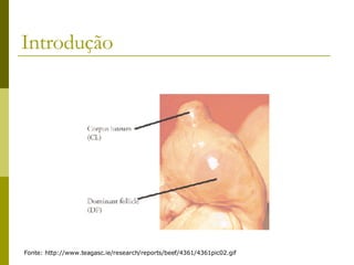 Introdução Fonte: http://www.teagasc.ie/research/reports/beef/4361/4361pic02.gif 