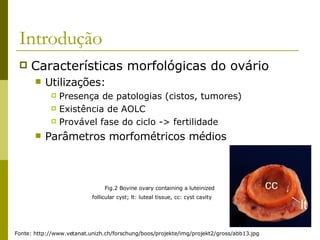 Introdução Características morfológicas do ovário Utilizações: Presença de patologias (cistos, tumores) Existência de AOLC Provável fase do ciclo -> fertilidade Parâmetros morfométricos médios Fig.2 Bovine ovary containing a luteinized follicular cyst; lt: luteal tissue, cc: cyst cavity   Fonte: http://www.vetanat.unizh.ch/forschung/boos/projekte/img/projekt2/gross/abb13.jpg 