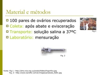 Material e métodos 100 pares de ovários recuperados Coleta:  após abate e evisceração Transporte:  solução salina a 37ºC Laboratório:  mensuração Fonte: Fig 1 - http://dmz.inia.org.uy/prado/folleto/frigorifico.jpg Fig. 2 - http://www.karolfer.com.br/images/produtos_fot01.jpg Fig.1 Fig. 2 
