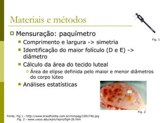 Materiais e métodos Mensuração: paquímetro Comprimento e largura -> simetria Identificação do maior folículo (D e E) -> diâmetro Cálculo da área do tecido luteal Área de elipse definida pelo maior e menor diâmetros do corpo lúteo Análises estatísticas Fonte: Fig 1 - http://www.brasilhobby.com.br/minipag/100174b.jpg  Fig. 2 - www.uwyo.edu/wjm/repro/fig4-26.htm  Fig. 1 Fig. 2 