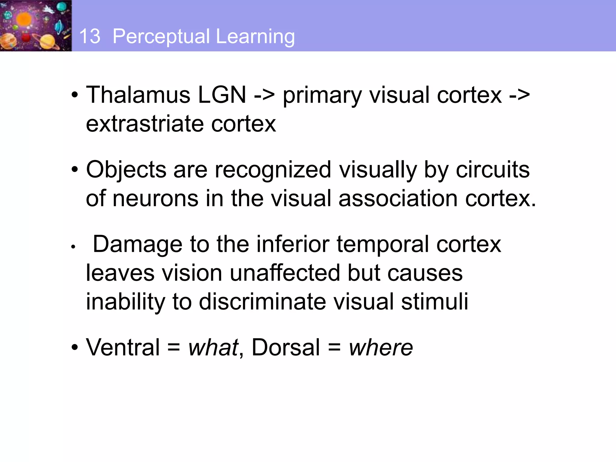 • Thalamus LGN -> primary visual cortex ->
extrastriate cortex
• Objects are recognized visually by circuits
of neurons in the visual association cortex.
• Damage to the inferior temporal cortex
leaves vision unaffected but causes
inability to discriminate visual stimuli
• Ventral = what, Dorsal = where
13 Perceptual Learning
 