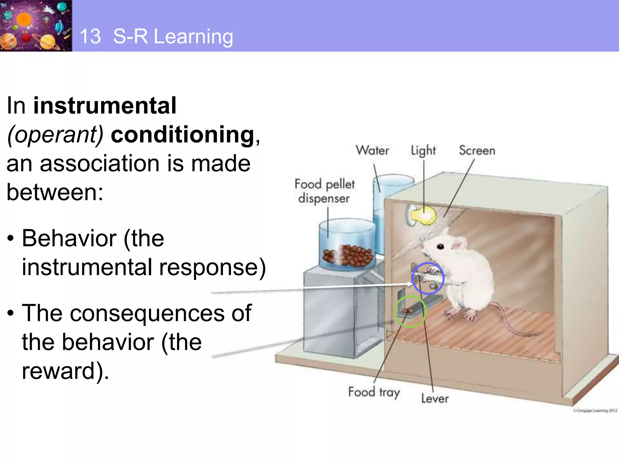 In instrumental
(operant) conditioning,
an association is made
between:
• Behavior (the
instrumental response)
• The consequences of
the behavior (the
reward).
13 S-R Learning
 